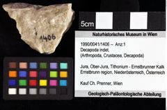 Foto (Objket + Etiketten) von Decapoda indet. 